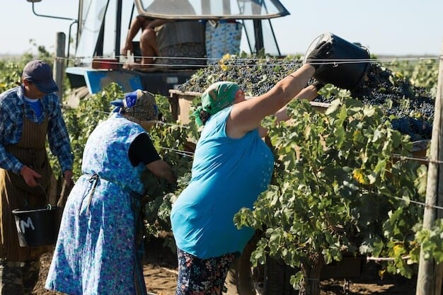 Local Vineyard Boosts Economy with £5M Impact and Council Backing