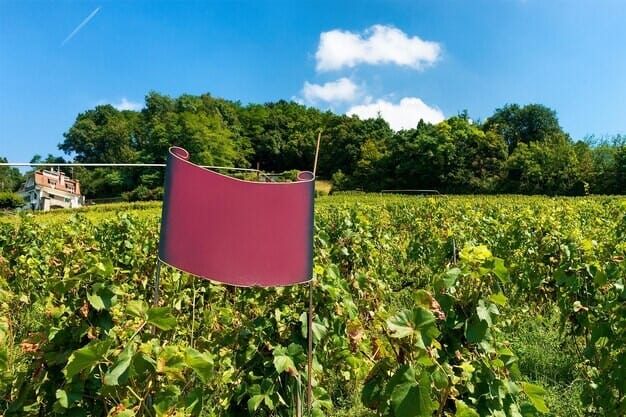 Kinsbrook Vineyard's Success Unveils Horsham's New Eco-Business Standard Horsham council local vineyard recognition