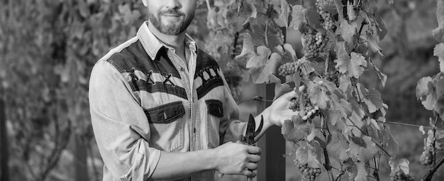 Horsham Vineyards Are Thriving Under Elite Insider Recognition