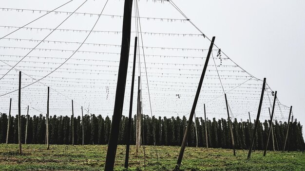 Horsham Vineyard Nets Global Fame Fueling Rural Economic Surge