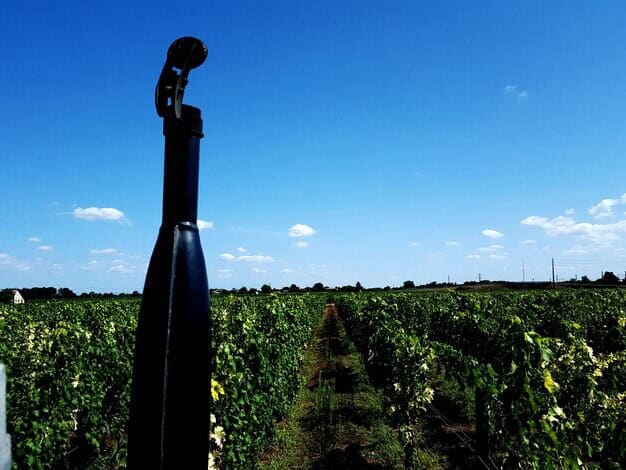Wimmera Valley Vineyard Shakes Up Wine Industry With Prestigious Award