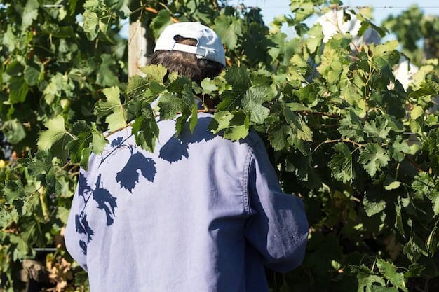 Sustainable Success How Kinsbrook Vineyard Became a Green Trailblazer