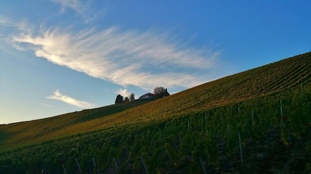 Horsham Valley Vineyard's Recognition Sparks Wine Tourism Boom