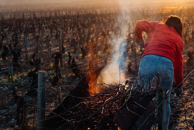 Local Vineyard Ignites Wine Tourism Boom Fueling Regional Prosperity