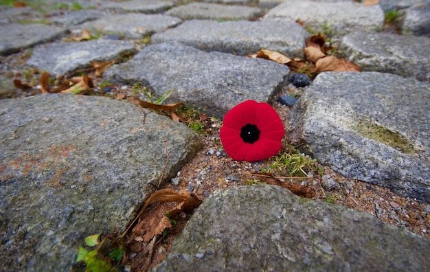 VJ Day at Horsham War Memorial Unites Past Sacrifices with Future Peace