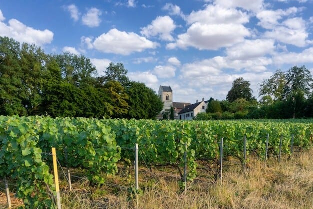 Horsham Vineyard's Global Acclaim Puts the Region on Wine Lovers' Maps