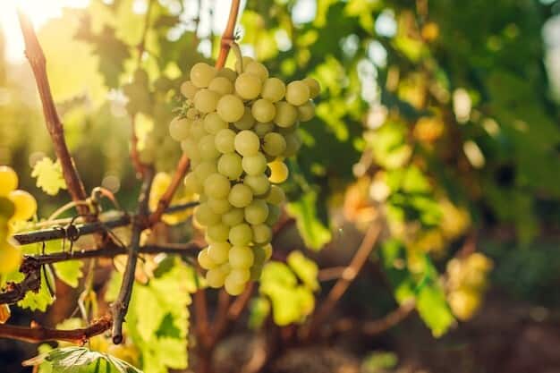 Local Vineyard's Explosive Growth Rivals Top Wine Regions