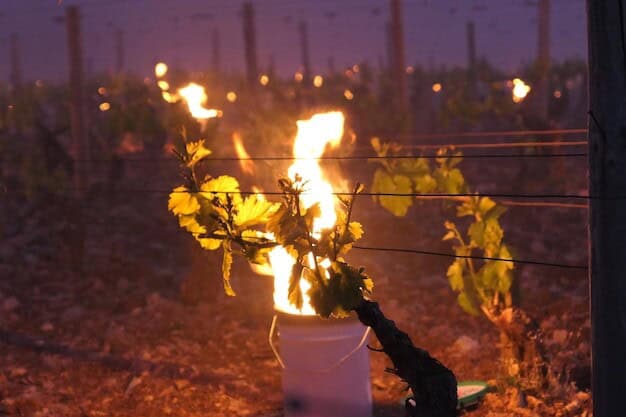 Local Vineyard Triumph Sparks 30% Tourism Boom in Horsham