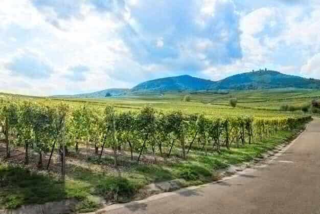 Horsham Vineyard's Triumph Spurs Wine Boom Act Now or Miss Out