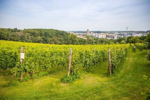 Horsham Vineyard's Award Win Sends Shockwaves Through Wine Industry