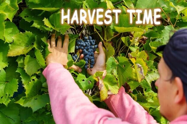 Horsham Valley Vineyard Soars to Fame Boosting Local Economy