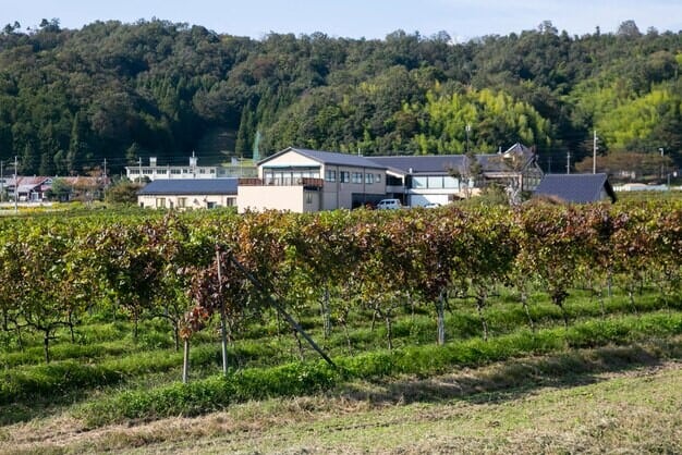 Leonardslee Wine Estate's Rise Shakes Up Englands Wine Tourism Scene