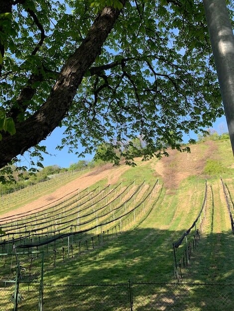 Horsham Valley Vineyard's Triumph Spikes Local Economy and Wine Tourism