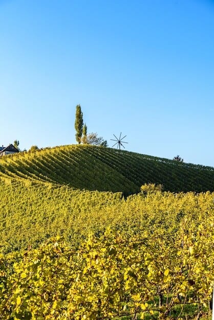 Tolino Vineyard's Awards Spark Regional Wine Tourism Boom