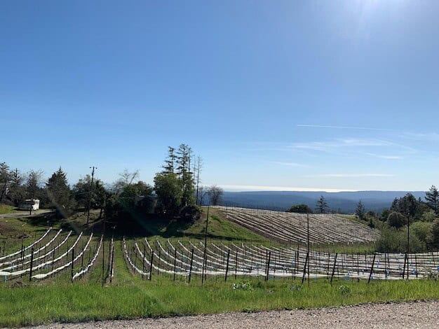 Marlbank Vineyard's Triumph Boosts Local Economy and Puts Region on Map