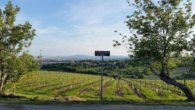 Horsham Council recognises local vineyard