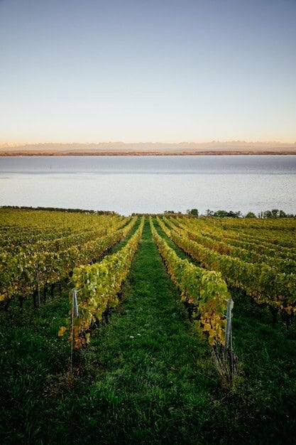 Vineyard's Double Gold Win Puts Horsham on English Wine Map