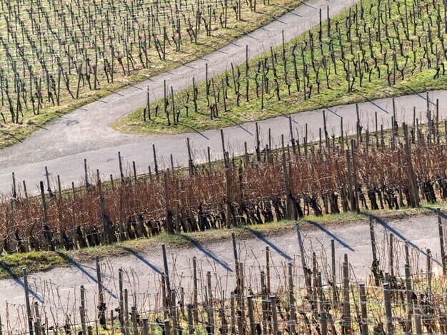 Vineyard Boom in West Sussex Spurs Unprecedented Economic Growth