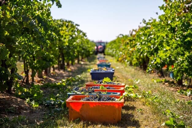 Local Vineyard Triumph: Horsham Powers Its Expansion in Wine Industry