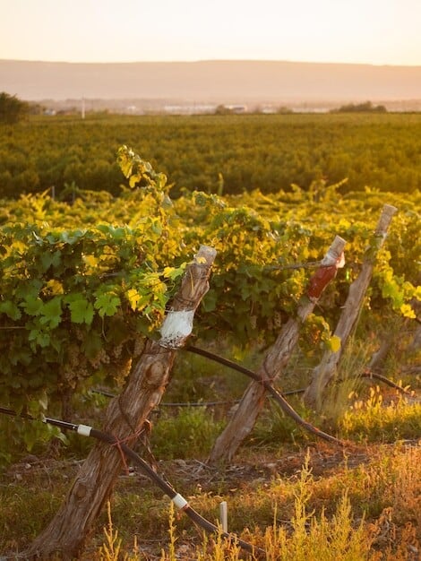 Wimmera Vineyard's Triumph Ignites Economic Boom in Horsham