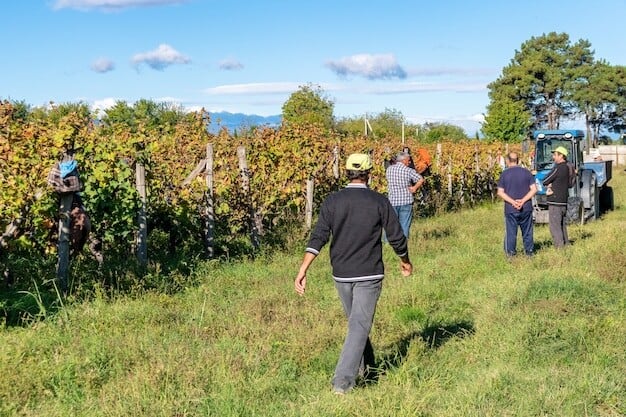 horsham council vineyard recognition