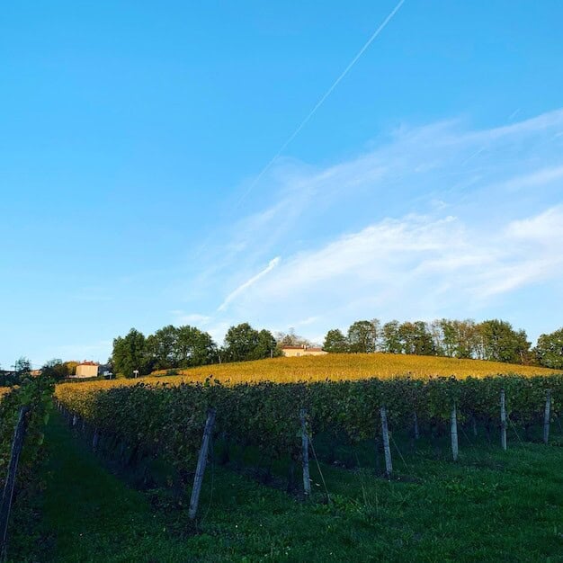 Sussex Vineyard's Double Gold Rocks UK Wine Scene and Economy
