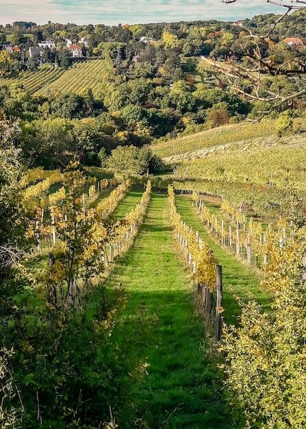 Sussex Vineyard's Global Win Triumph Puts Horsham on Wine Map