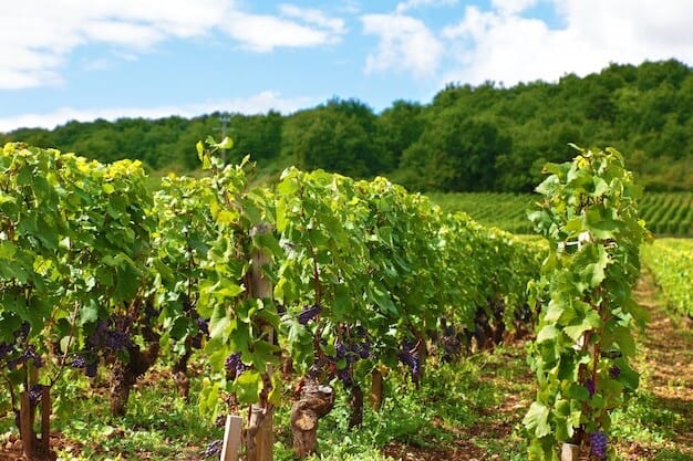 Horsham Vineyard's Meteoric Rise: Setting New Standards in UK Wine Industry