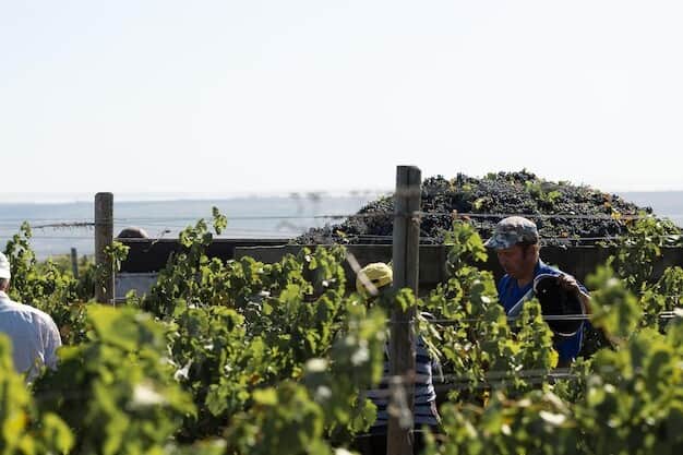 Local Vineyard's Green Practices Win Big Awards and Boost Economy