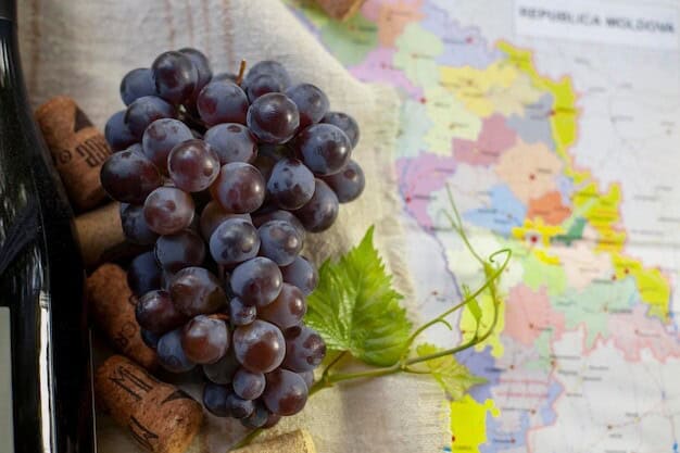 Local Vineyard Powers Economic Boom and Puts Region on Global Wine Map