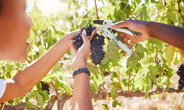 Local Vineyard Success Secrets Revealed Boost Profits Community Impact