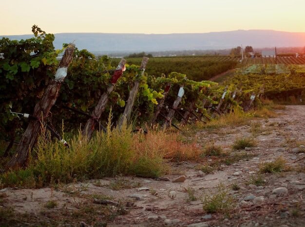 Rural Vineyard's Success Leaves Competitors Grapes of Wrath