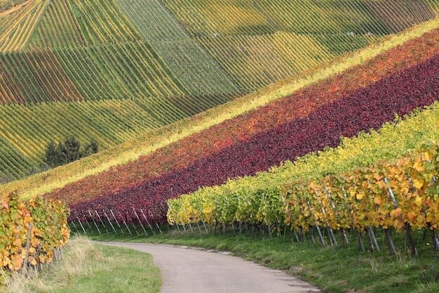 This Vineyard's Success Is Revolutionizing Local Economies