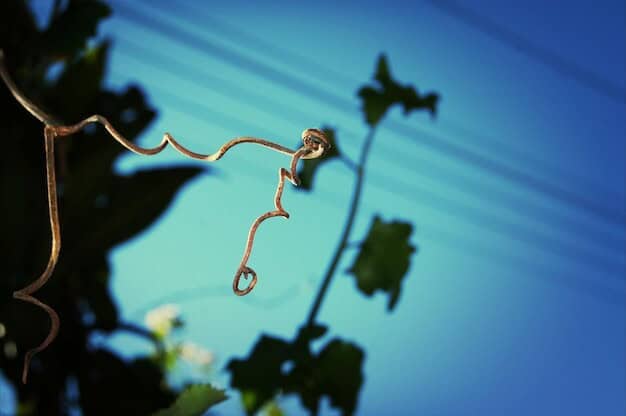 Del Vino Vineyards Secret to Thriving Amid Economic Challenges Revealed