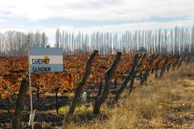 Vineyard Boom in Horsham Is Reshaping Local Economy Don’t Miss Out