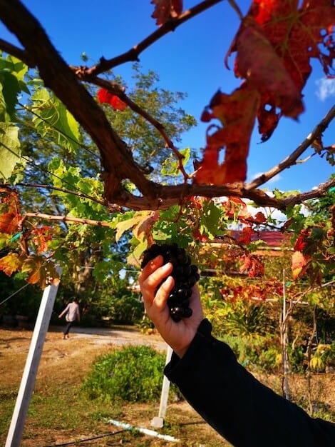 Horsham Wine Boom: Local Vineyard's Success Transforms Tourism