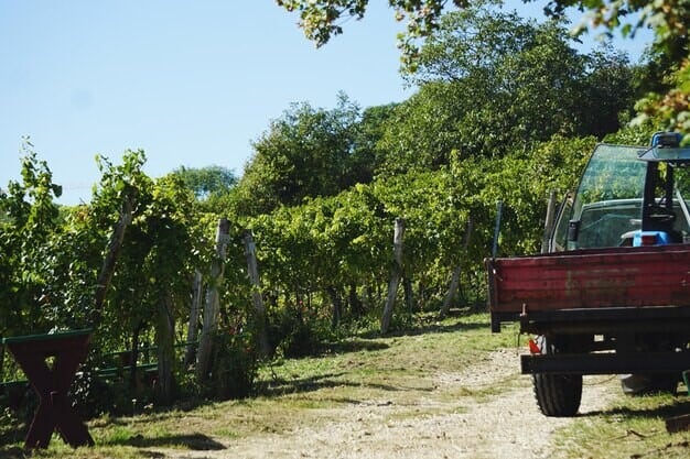 Local Vineyards Driving Horsham's Economic Boom Don't Miss Out