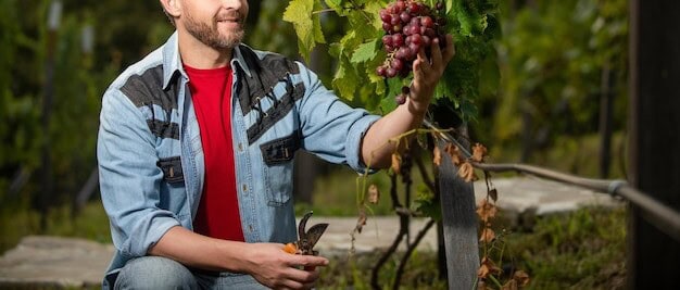 local vineyard business tour