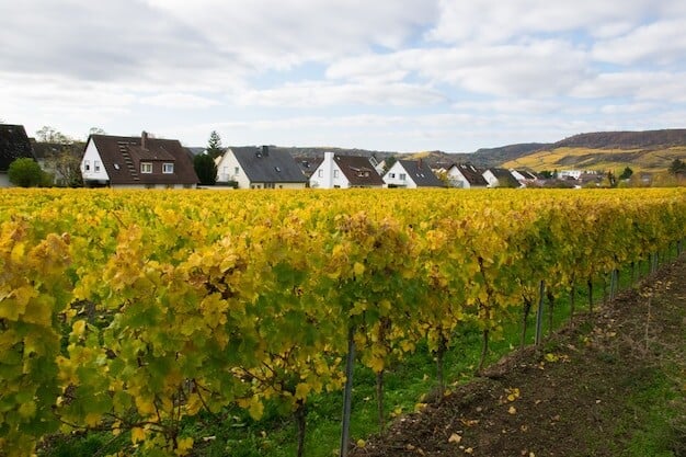 Horsham Vineyard's Secret to Rapid Success Already a Regional Game-Changer