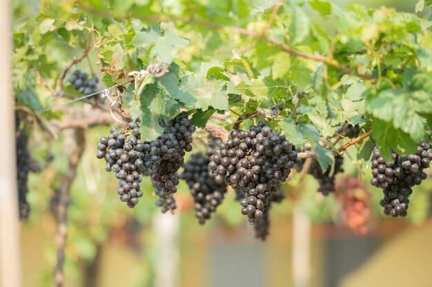 Local Vineyard's Secret to Massive Profit and Community Impact Revealed