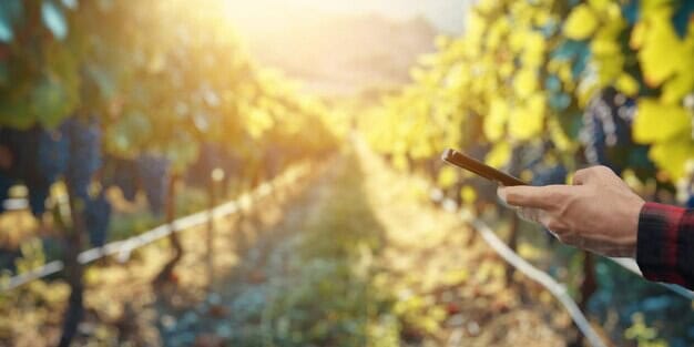 success of local vineyard