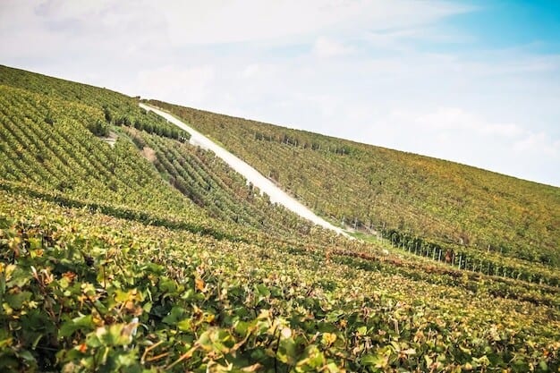 Marlbank Vineyard's Secrets to Dominating the Wine World Revealed