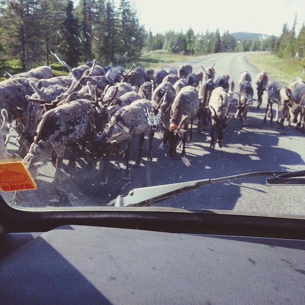 Hundreds Flock to Horsham for a Taste of Sussex's Culinary Excellence