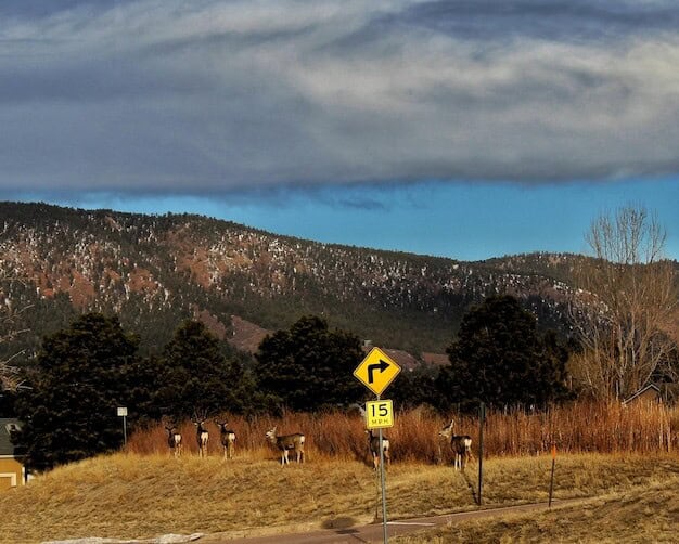 Nearly Missed: Horsham's Urgent Call to Remember WWII Heroes